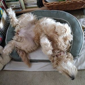 Meet your Posher, Audrey